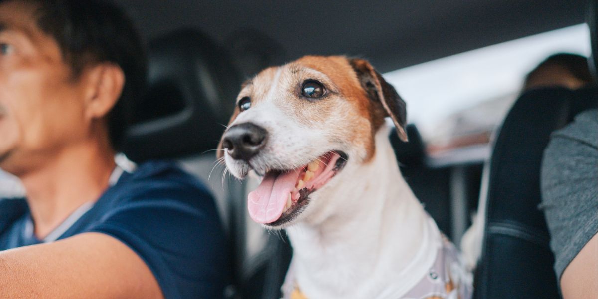 寵物接送哥 士 的服務