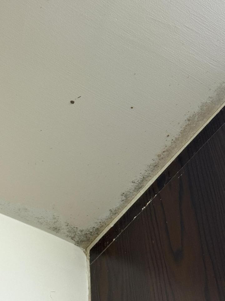 除霉工作照片