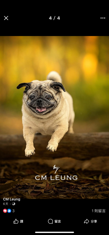 Pet PhotographyJob photo