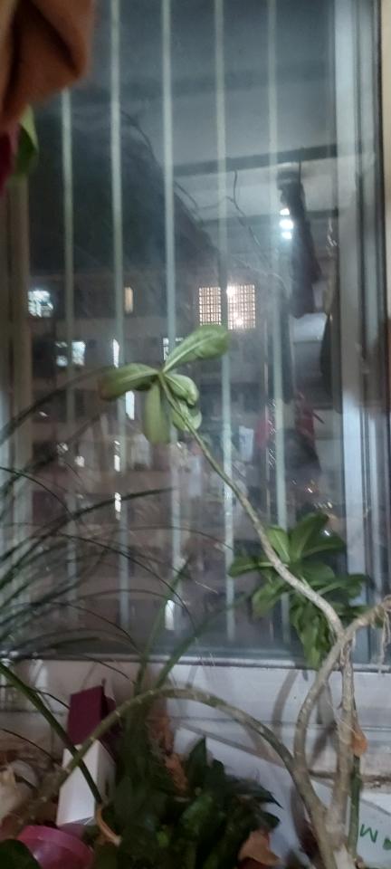 Cat Proof Window Grille and GateJob photo