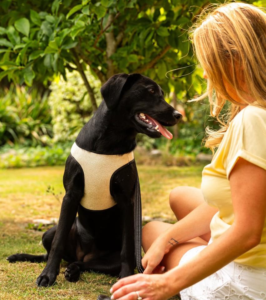 Pet PhotographyJob photo