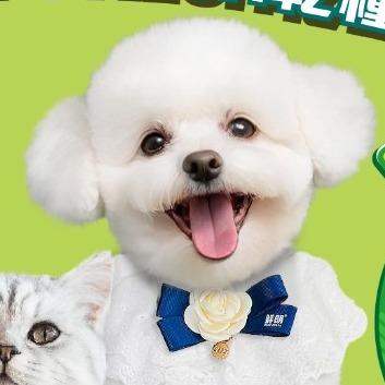 提供寵物美容招聘服務的專家喵叽马