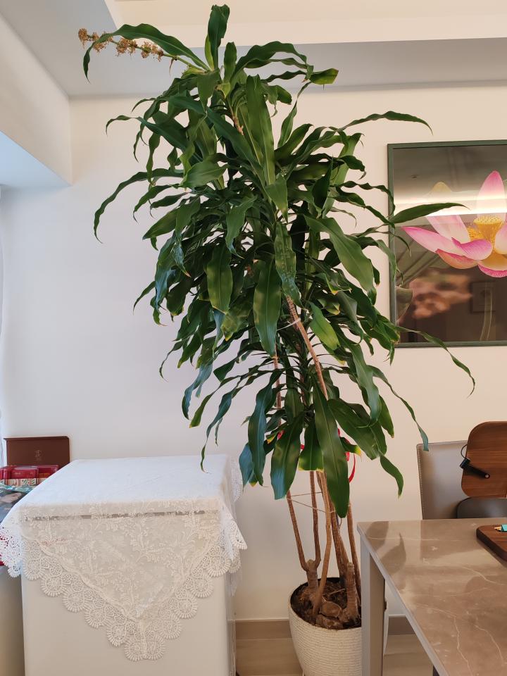 園藝設計工作照片