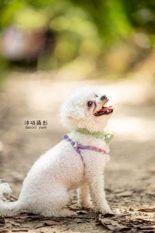 沛碩攝影 - 朋友的狗 沛碩攝影 - 朋友的狗