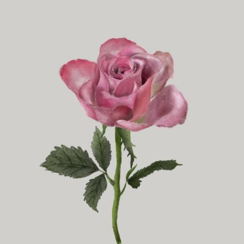 Wing Yan Chu - 插畫