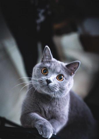 dean yiu - 竉物拍攝