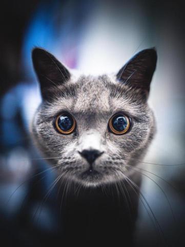 dean yiu - 竉物拍攝