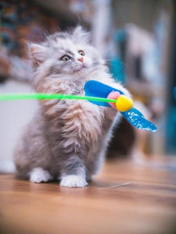 dean yiu - 竉物拍攝