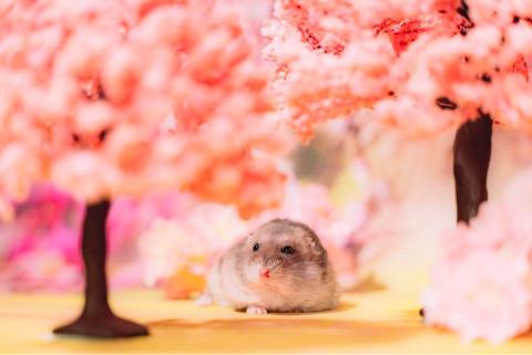 Jayden - 專業寵物攝影