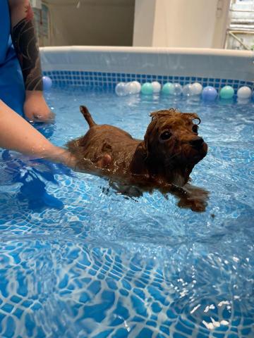 Puppy Love Pet Grooming &bull; Swim - 