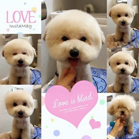 Puppy Love Pet Grooming &bull; Swim - 