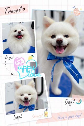 Puppy Love Pet Grooming &bull; Swim - 