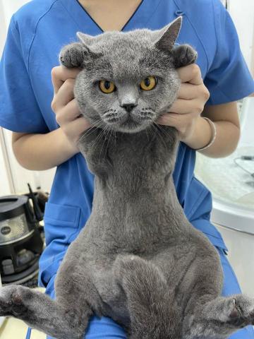 Puppy Love Pet Grooming &bull; Swim - 