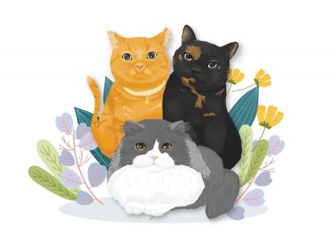 Renilai -  Renilai -