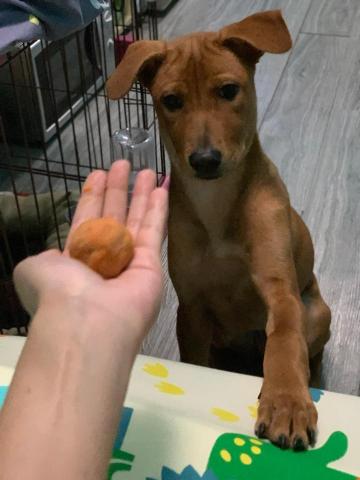 何嘉詠 - 完成基本指令，hand hand, sit, stay, 轉圈