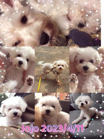 Beautiful pay - 寄養服務