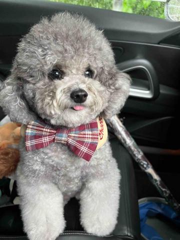 PETLYPET - 基本沖涼