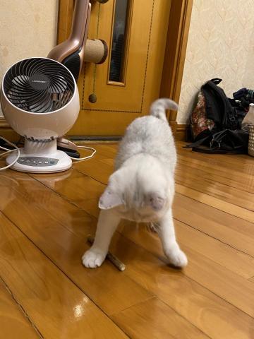 Chan Phoebe - british short hair  3yo Chan Phoebe - british short hair  3yo