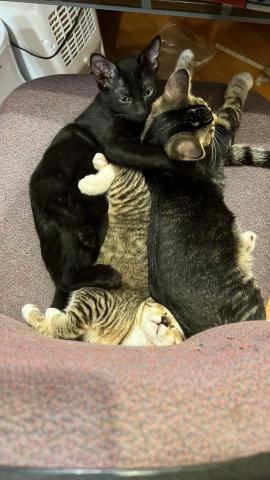 Chan Phoebe - 4 months old kittens Chan Phoebe - 4 months old kittens