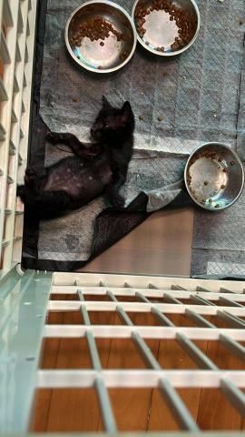 Chan Phoebe - 2 months old baby cats Chan Phoebe - 2 months old baby cats