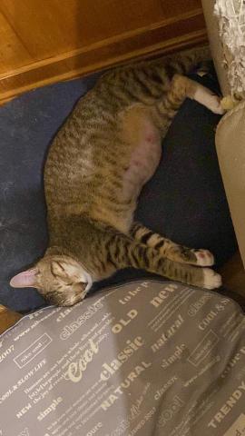 Chan Phoebe - mother cat Chan Phoebe - mother cat