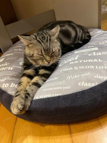 Chan Phoebe - american short hair 3yo Chan Phoebe - american short hair 3yo