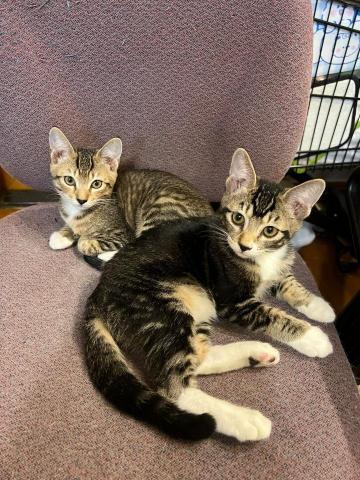 Chan Phoebe - 3 months old baby cats Chan Phoebe - 3 months old baby cats