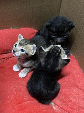 Chan Phoebe - 7 days old baby cats Chan Phoebe - 7 days old baby cats