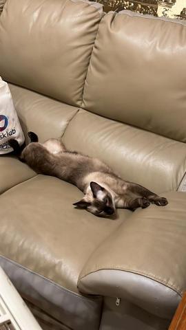 Chan Phoebe - siamese 3yo Chan Phoebe - siamese 3yo