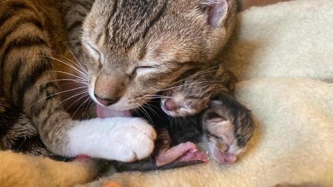 Chan Phoebe - mother and baby cats Chan Phoebe - mother and baby cats