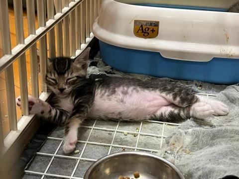 Chan Phoebe - 2 months old baby cats Chan Phoebe - 2 months old baby cats