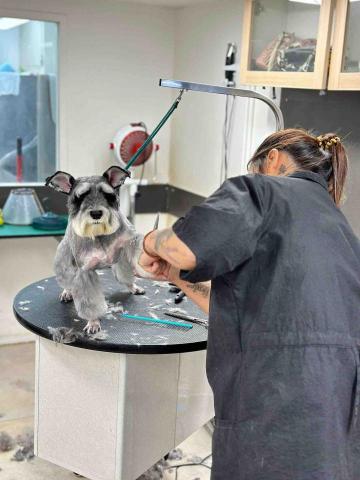 Maggie Cheung Pui Man - 