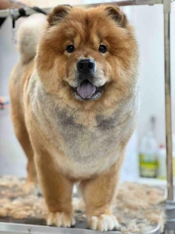 Maggie Cheung Pui Man - 