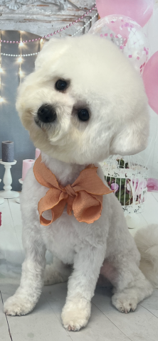 Maggie Cheung Pui Man - 