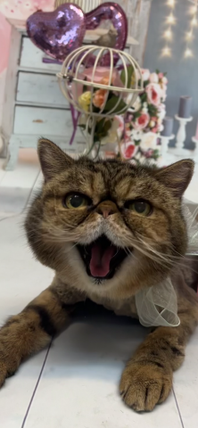 Maggie Cheung Pui Man - 