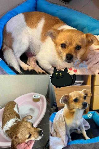 Cindyyee上門寵物美容 - 小朋友（BB）係新手主人領養第一隻嘅狗狗，做過手術，超級怕水非常之驚青，佢好叻叻完成成套美容，修剪指甲，洗耳仔，沖涼，SPA，毛髮護理，吹毛，梳毛，清肛門線，毛髮滑滑同有光澤。