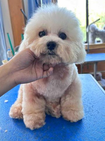 KA YEE WONG - 狗狗沖涼（After ）