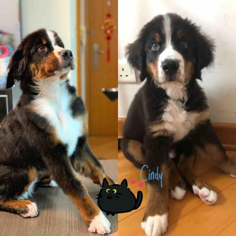 Cindyyee上門寵物美容 - 伯恩山BB沖涼，美容毛髮護理