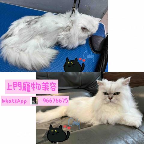 Cindyyee上門寵物美容 - 金吉拉小雲９歲，小氣公主花了半天時間全人手解結，做埋SPA，毛髮順滑又光澤。