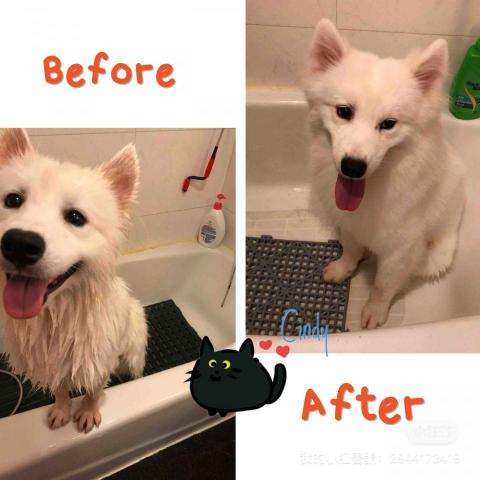 Cindyyee上門寵物美容 - 西摩細細在家沖涼，美容毛髮護理