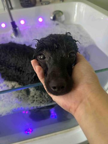 KA YEE WONG - 狗狗Spa