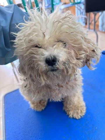 KA YEE WONG - 狗狗沖涼（Before ）