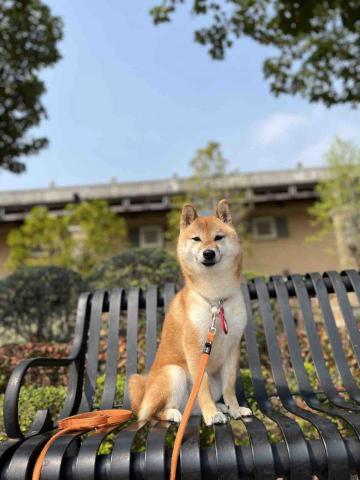 Hazel Chan -  Hazel Chan -