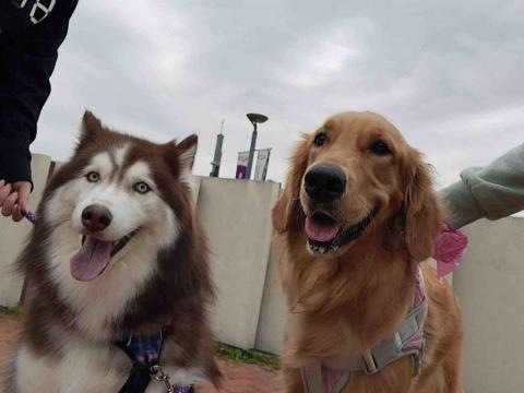 Hazel Chan -  Hazel Chan -