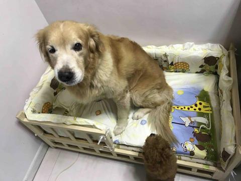 Naomi - 我家大弟