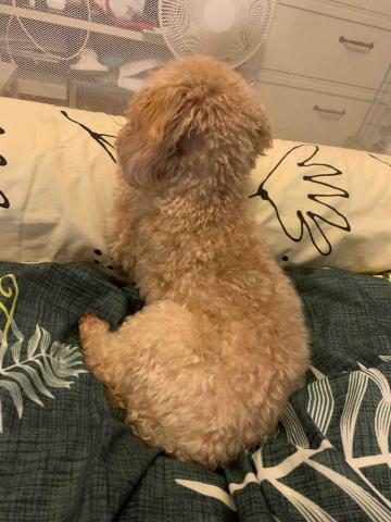 Naomi - 睇電視嘅小女孩