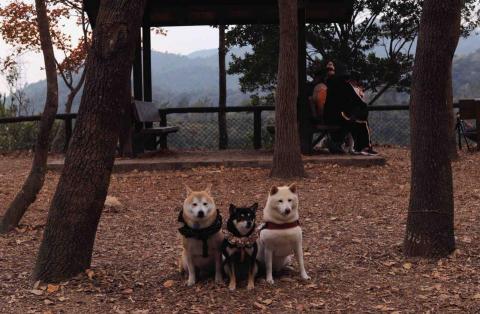 Yan - 拍寵物 Yan - 拍寵物