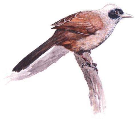 牧藝畫室 - 商業插畫 牧藝畫室 - 商業插畫