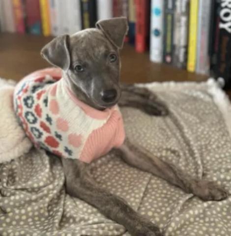 David - 寄宿訓練
Rocky 