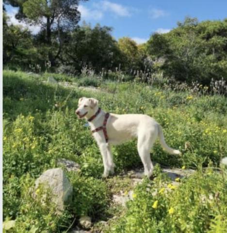 David - 與寄宿毛孩行山